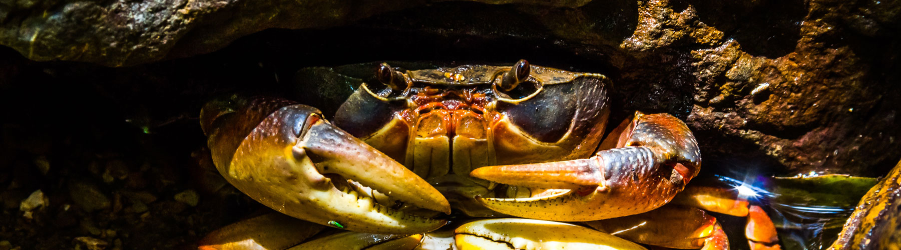 Sea Fishing Poole Crab Lining