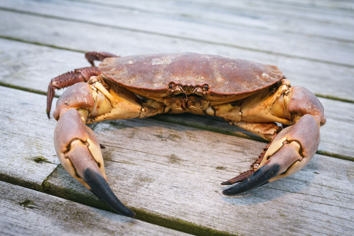 Sea Fishing Poole Crab Lining